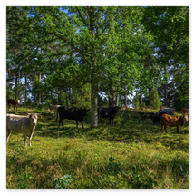 Werkschau Ullrich Gnoth Foto-Grafik-Design.