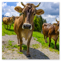 Werkschau Ullrich Gnoth Foto-Grafik-Design.