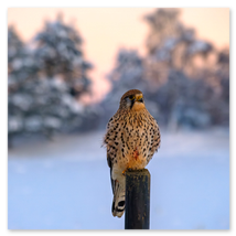 Werkschau Ullrich Gnoth Foto-Grafik-Design.