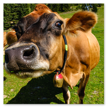 Werkschau Ullrich Gnoth Foto-Grafik-Design.